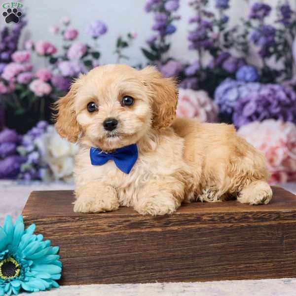 Asher, Cavachon Puppy